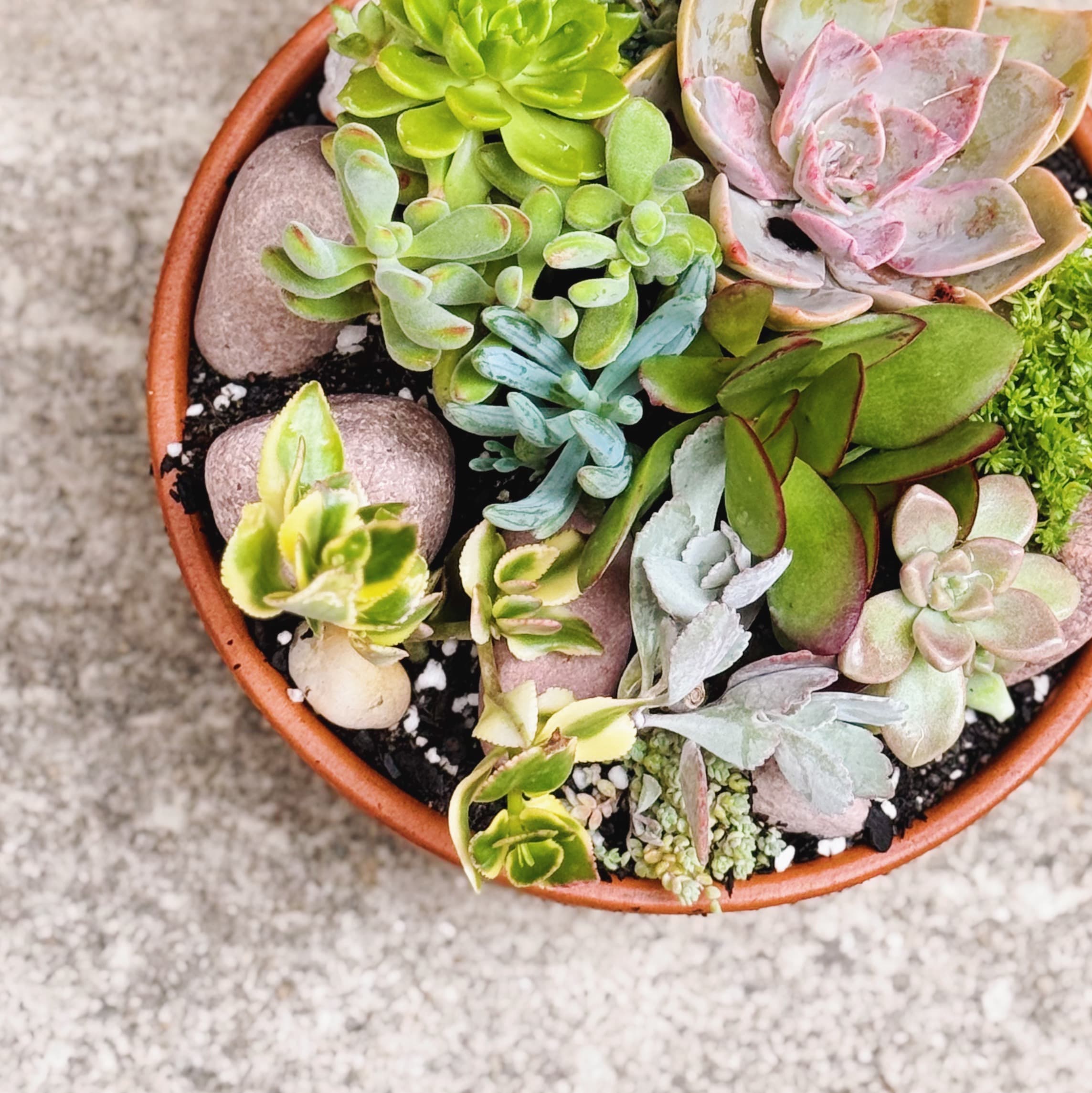 Large Succulent Bowl — alternate view