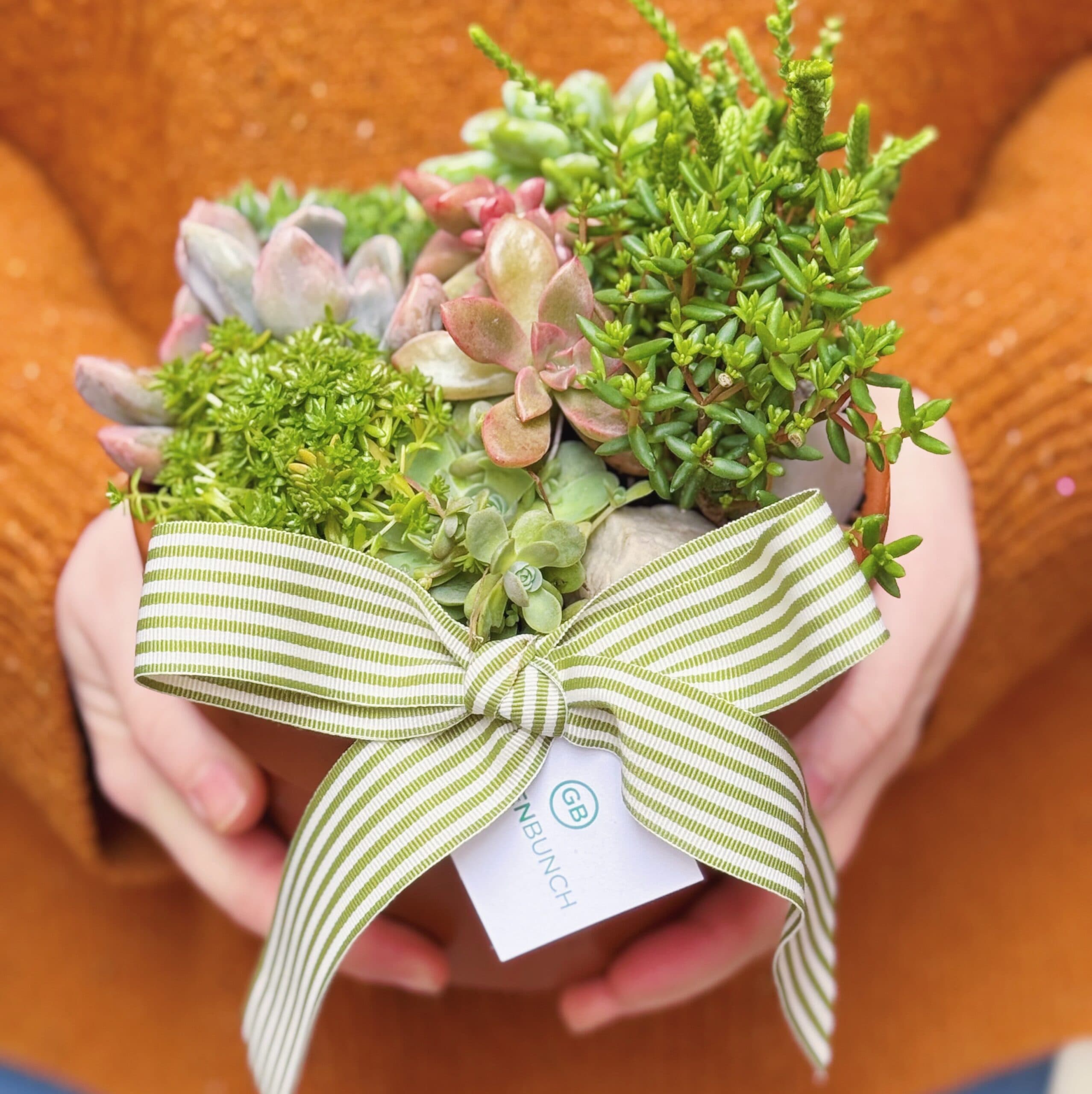 Small Succulent Bowl — alternate view