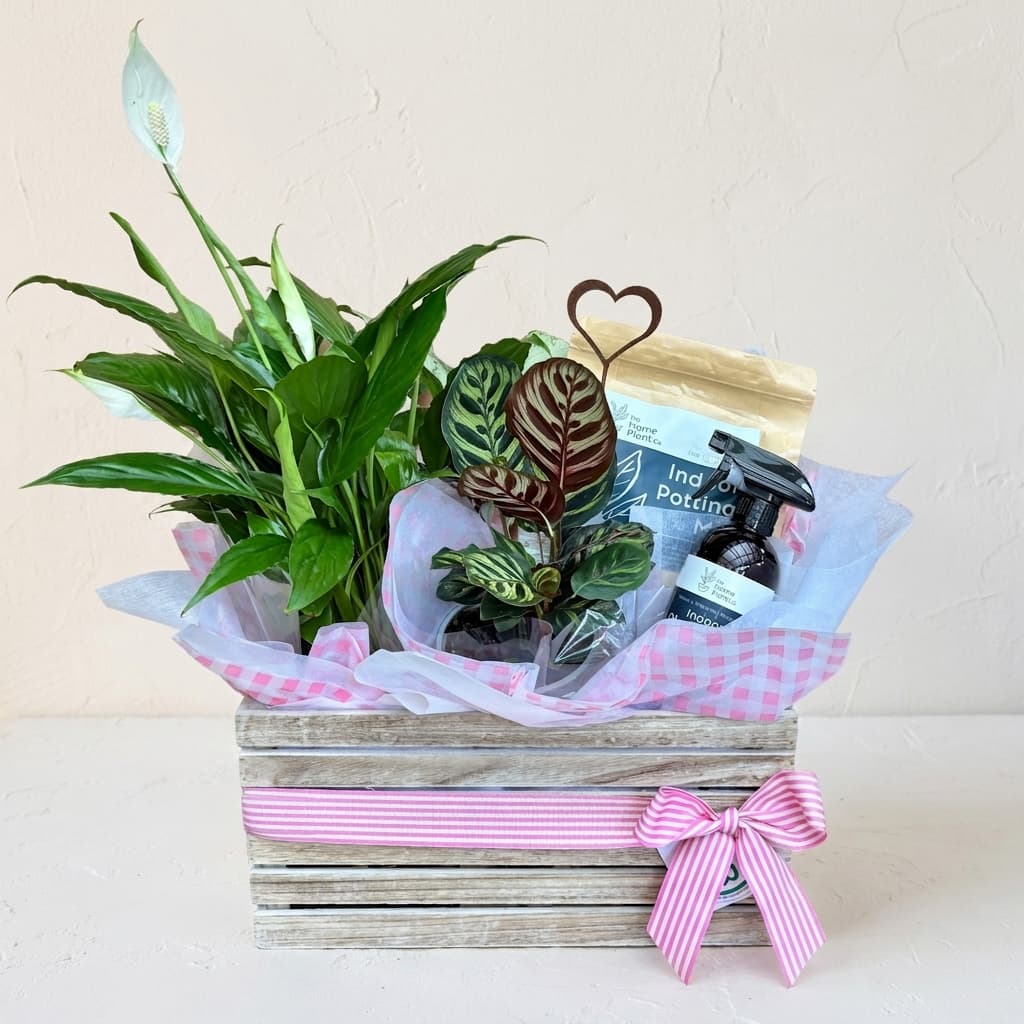 The Plant Hamper | Deluxe