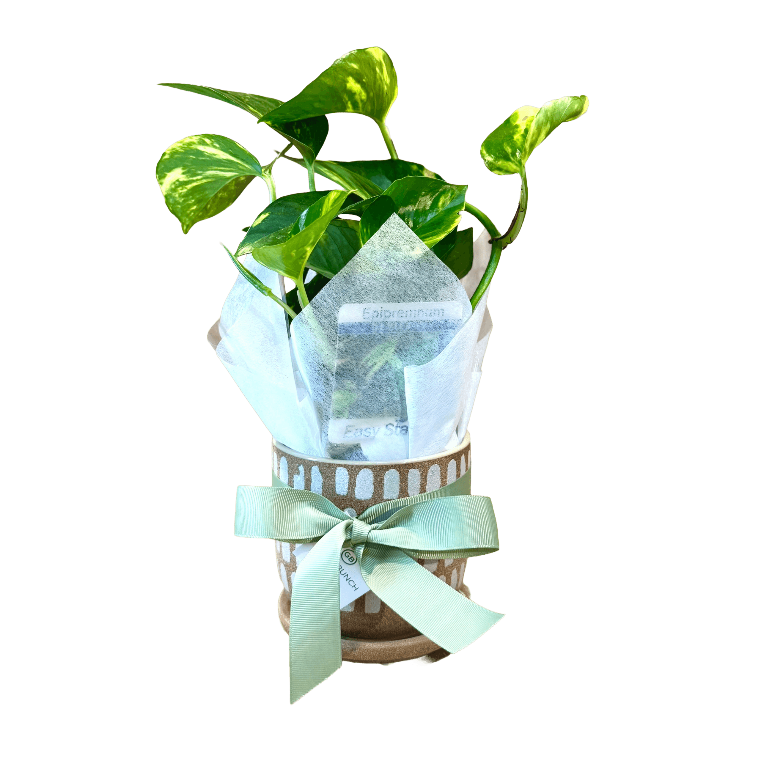 The Petite Ivy