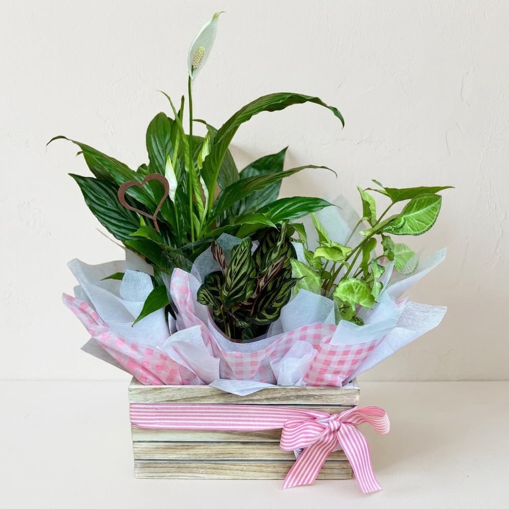 The Plant Hamper | Signature